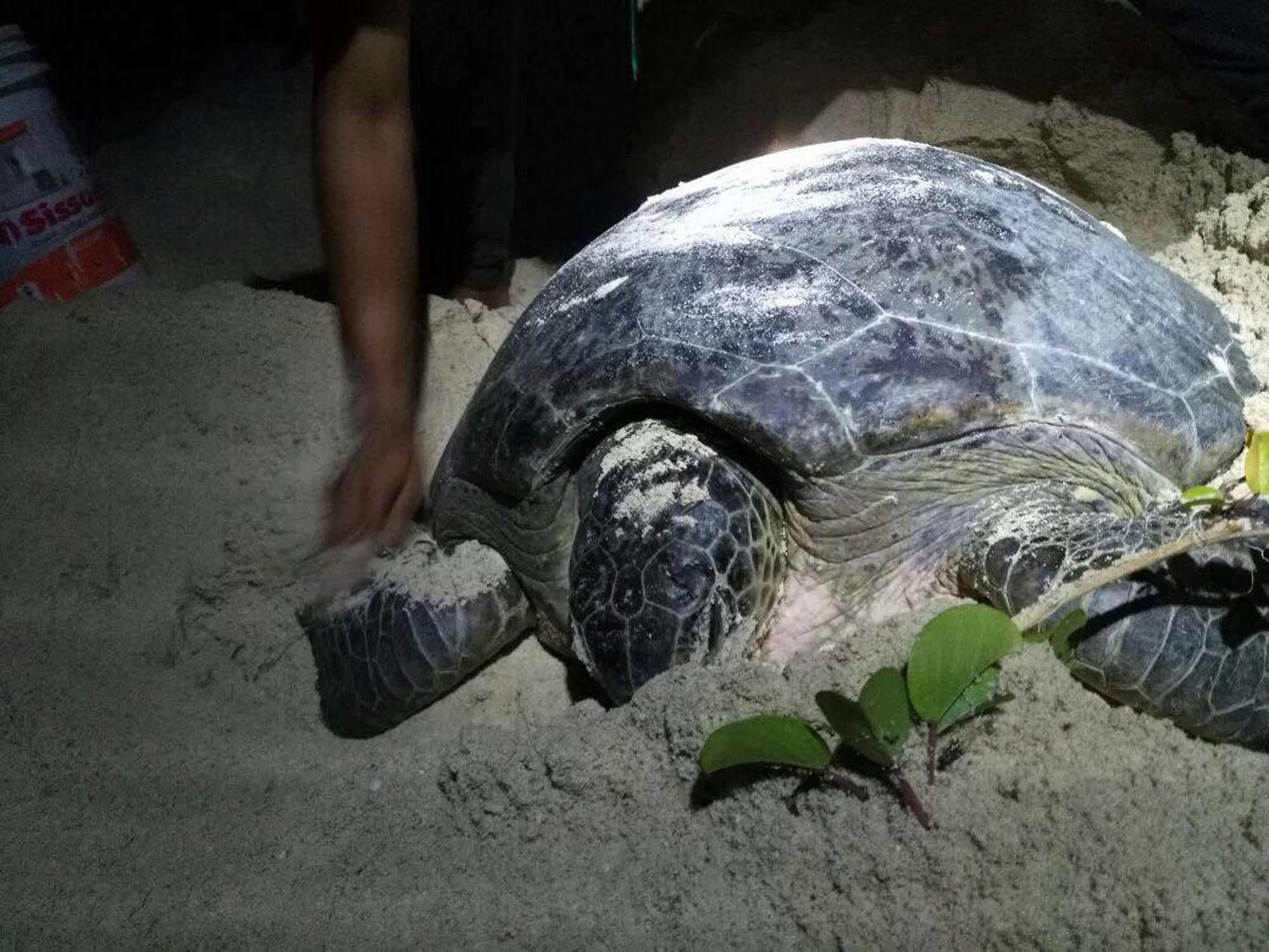 Hotel Selingan Turtle Island Sandakan Exterior foto